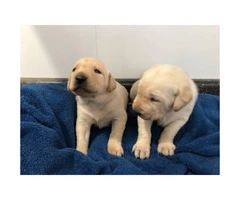Black and Yellow Labrador puppies with AKC Reg. - 2