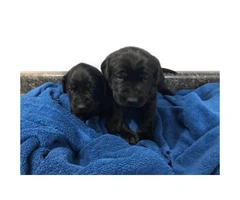 Black and Yellow Labrador puppies with AKC Reg. - 3
