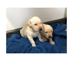 Black and Yellow Labrador puppies with AKC Reg. - 4