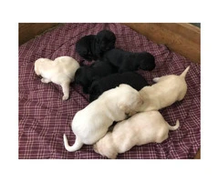 Black and Yellow Labrador puppies with AKC Reg. - 5