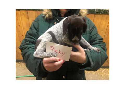2 males German Wirehaired pointer pups left