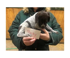 2 males German Wirehaired pointer pups left