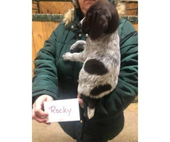 2 males German Wirehaired pointer pups left - 5