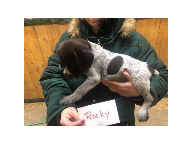 2 males German Wirehaired pointer pups left in Mankato ...