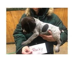 2 males German Wirehaired pointer pups left - 6