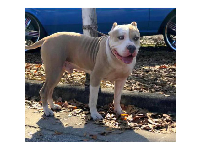 3 Beautiful Bully puppies still remaining in Columbus