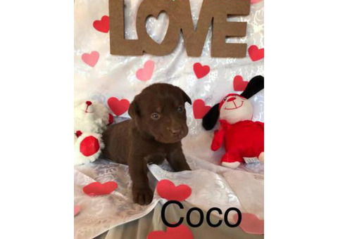 Beautiful lab pups looking for their forever home