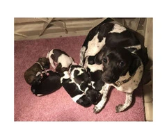Chihuahua puppies available for sale Parents on site - 3