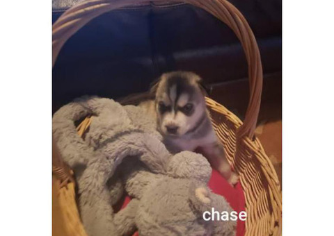 Akc papered huskies