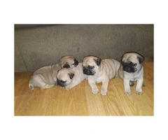 100% pure pug puppies for sale, 3 boys and 5 girls - 1