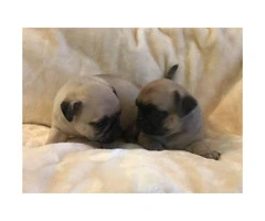 100% pure pug puppies for sale, 3 boys and 5 girls - 2