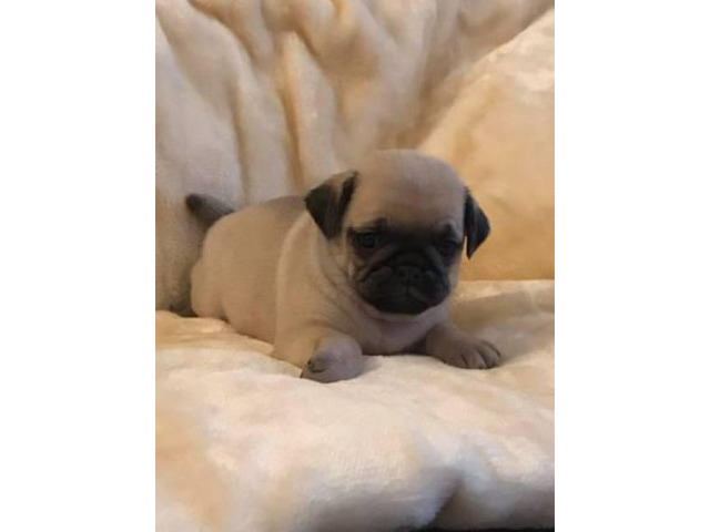 100% pure pug puppies for sale, 3 boys and 5 girls in Apache Junction