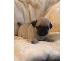100% pure pug puppies for sale, 3 boys and 5 girls - 3