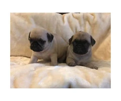 100% pure pug puppies for sale, 3 boys and 5 girls - 4