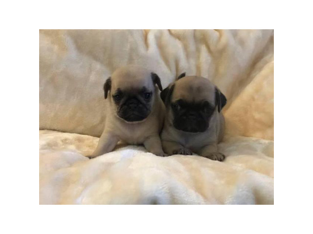 100% pure pug puppies for sale, 3 boys and 5 girls in Apache Junction