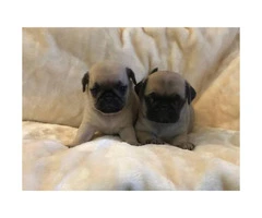 100% pure pug puppies for sale, 3 boys and 5 girls - 5