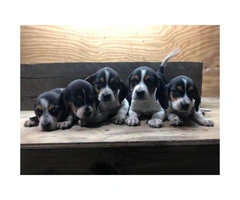 8 weeks old eating independently Beagle puppies