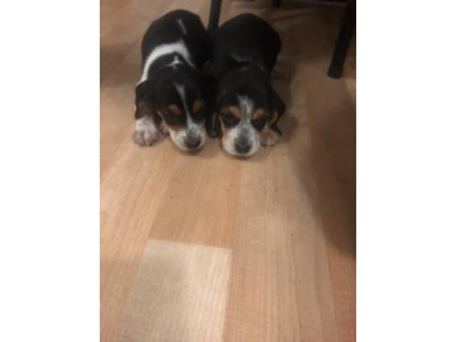 8 weeks old eating independently Beagle puppies in