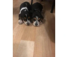 8 weeks old eating independently Beagle puppies - 2