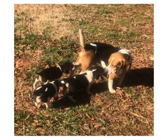 8 weeks old eating independently Beagle puppies - 3