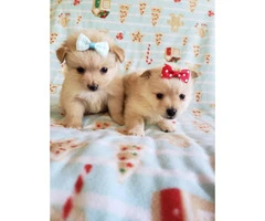T-Cup Pom Puppies-Locally and cash only - 7