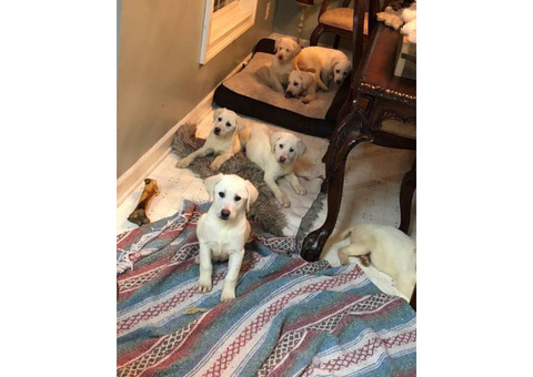 13 weeks old AKC Labrador Retriever Puppies