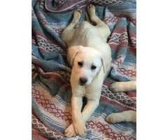 13 weeks old AKC Labrador Retriever Puppies - 4
