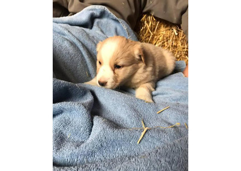 Purebred English Shepard puppies