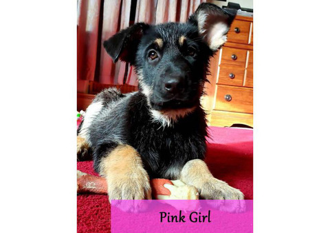 2 female german shepherd puppies left! 11 weeks old with AKC papers