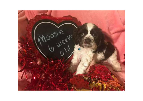 Cocker spaniel for sale - 1 beautiful girl and 2 handsome boys