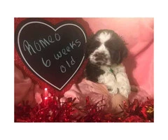 Cocker spaniel for sale - 1 beautiful girl and 2 handsome boys - 2