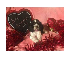 Cocker spaniel for sale - 1 beautiful girl and 2 handsome boys - 3