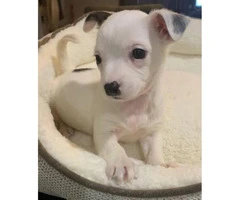 Small breed cuties Toy Chihuahua 2 months old