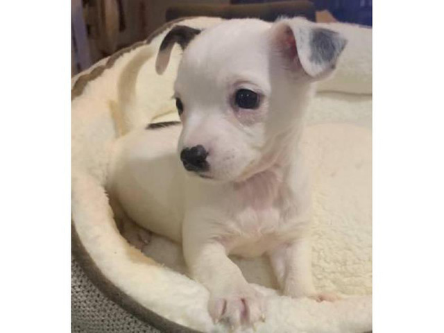 Small breed cuties Toy Chihuahua 2 months old in Honolulu