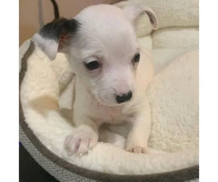 Small breed cuties Toy Chihuahua 2 months old - 3