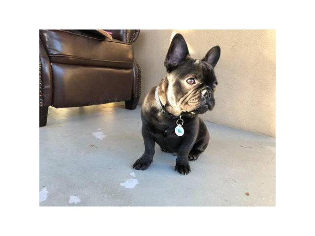 4 month old male black/brindle AKC French Bulldog in