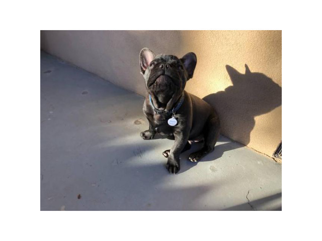 4 month old male black/brindle AKC French Bulldog in