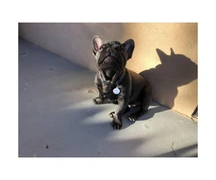 4 month old male black/brindle AKC French Bulldog - 6