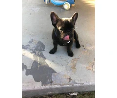 4 month old male black/brindle AKC French Bulldog - 7