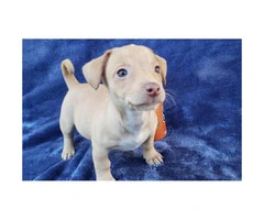 Chihuahua / Dachshund mix Only 1 Male left