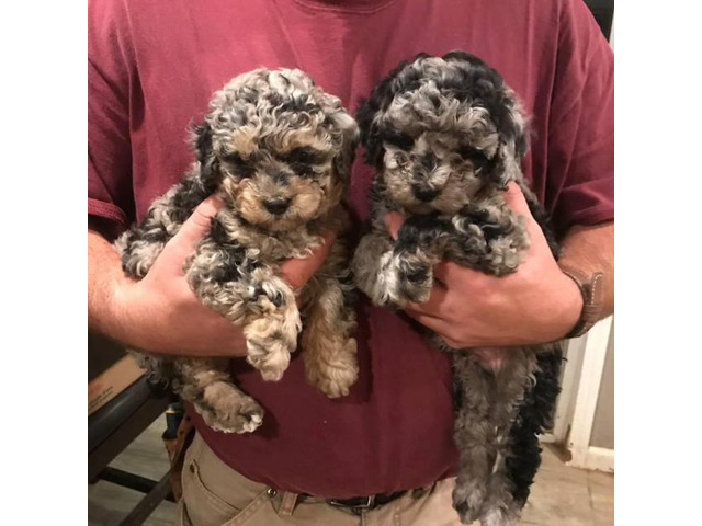 Beautiful Maltipoo puppies for adoption in Waco, Texas ...