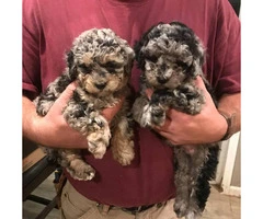Beautiful Maltipoo puppies for adoption