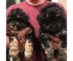 Beautiful Maltipoo puppies for adoption - 2