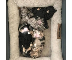 Beautiful Maltipoo puppies for adoption - 3