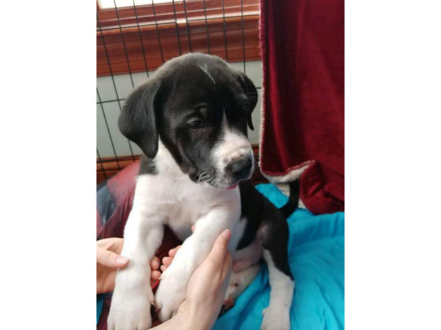 88+ Great Pyrenees Great Dane Mix Puppies For Sale