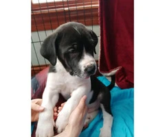 Great Dane Mixed Pyrenees Puppies