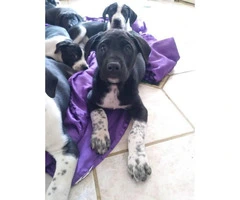 Great Dane Mixed Pyrenees Puppies - 3