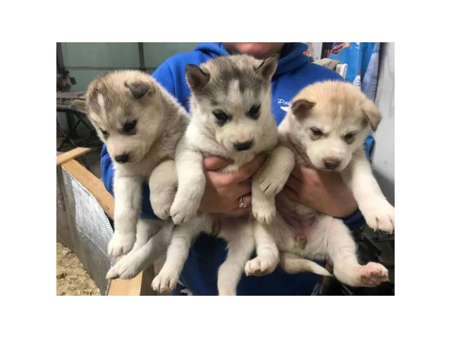 6 beautiful husky pups up for adoption - 1/3