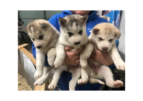 6 beautiful husky pups up for adoption