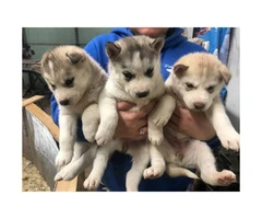6 beautiful husky pups up for adoption